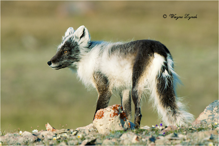 Arctic Fox 124 by Dr Wayne Lynch &copy;
